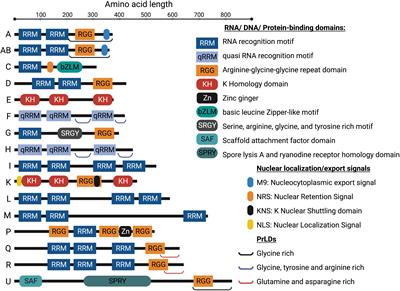 Frontiers | Diverse roles of heterogeneous nuclear